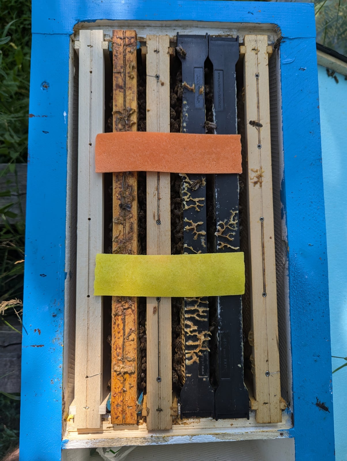 Hive photographed during the 2024 treatment observations